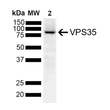 VPS35 Antibody (RPE)