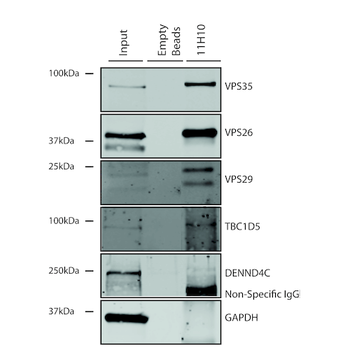 VPS35 Antibody (APC)