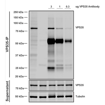 VPS35 Antibody (APC)