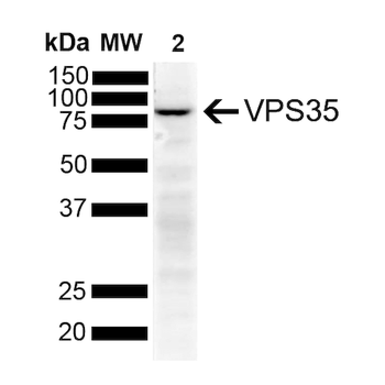 VPS35 Antibody (HRP)