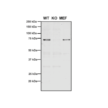 VPS35 Antibody (HRP)
