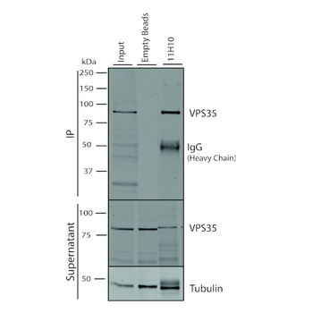 VPS35 Antibody (PerCP)