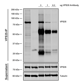 VPS35 Antibody (PerCP)