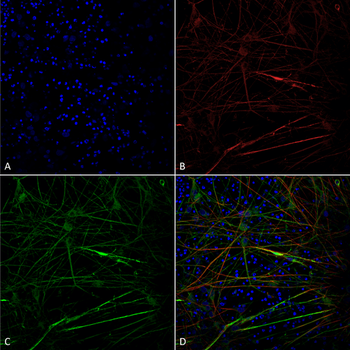 Tau Antibody (FITC)