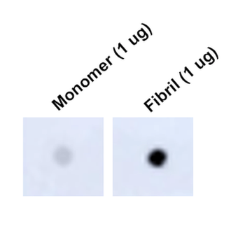 Tau Antibody (FITC)
