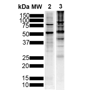 Tau Antibody (HRP)