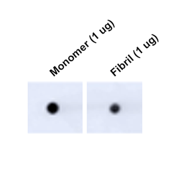 Tau Antibody (APC)