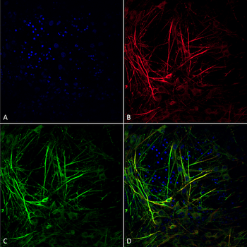 Tau Antibody (FITC)