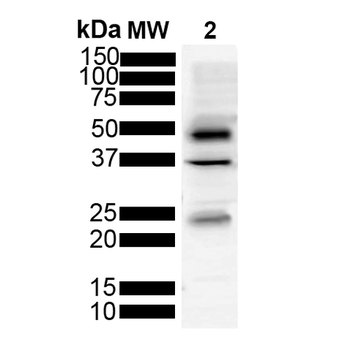 Tau Antibody (HRP)