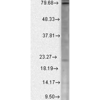 CavBeta2 Antibody