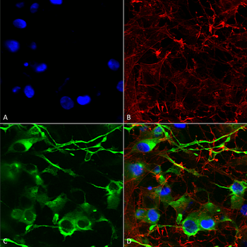 KCC2 Antibody