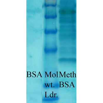 Methylated Lysine Antibody (HRP)