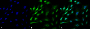 Ubiquitin Antibody (APC)