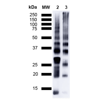 Ubiquitin Antibody (HRP)