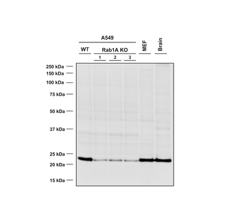 RAB1A Antibody (APC)