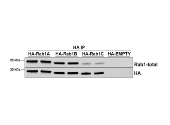 RAB1A Antibody (RPE)