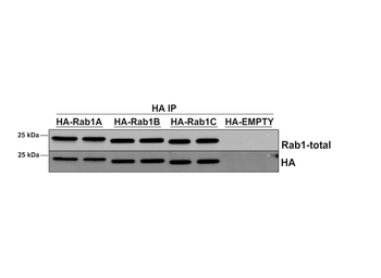 RAB1A Antibody (HRP)