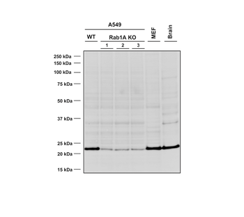 RAB1A Antibody (PerCP)