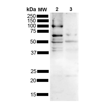 Tau Antibody (APC)