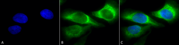 HSP47 Antibody