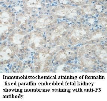 F3 Rabbit Polyclonal Antibody