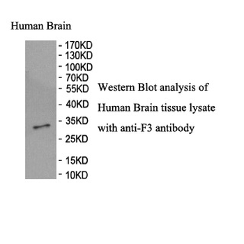 F3 Rabbit Polyclonal Antibody
