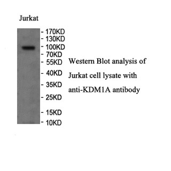 KDM1A Rabbit Polyclonal Antibody