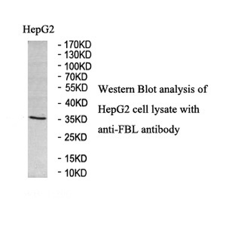 FBL Rabbit Polyclonal Antibody