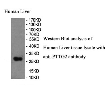 PTTG2 Rabbit Polyclonal Antibody
