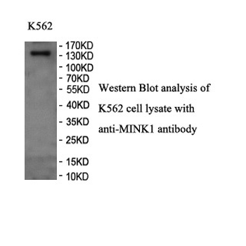 MINK1 Rabbit Polyclonal Antibody