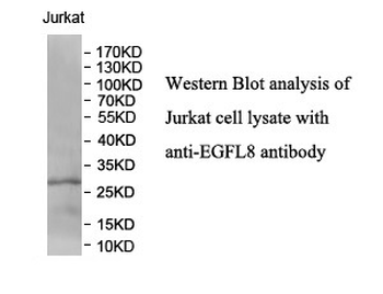 EGFL8 Rabbit Polyclonal Antibody