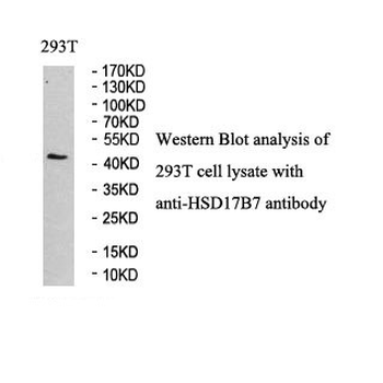 HSD17B7 Rabbit Polyclonal Antibody