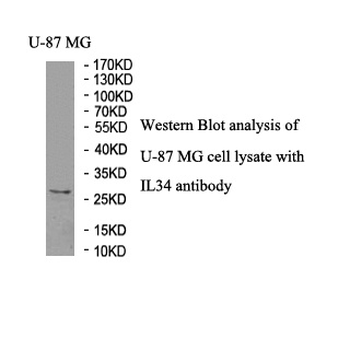 IL34 Rabbit Polyclonal Antibody
