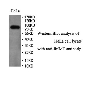 IMMT Rabbit Polyclonal Antibody