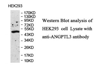 ANGPTL3 Rabbit Polyclonal Antibody