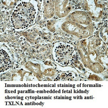 TXLNA Rabbit Polyclonal Antibody