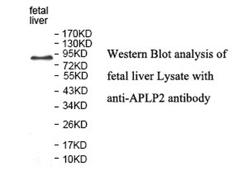 APLP2 Rabbit Polyclonal Antibody