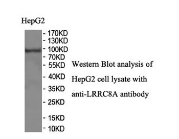 LRRC8A Rabbit Polyclonal Antibody