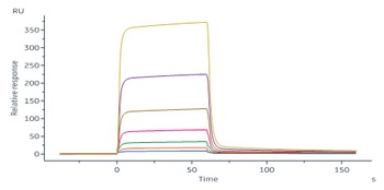 Human IGFBP-7 Protein, Fc Tag