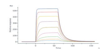 Cynomolgus IL-2 Protein, His Tag