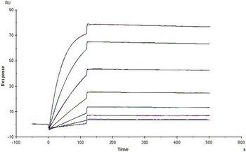 Human IL-1 beta Protein