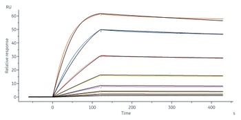 Human IL-18BP Protein, Fc Tag