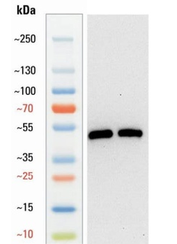 Goat anti-ACTA2 Antibody