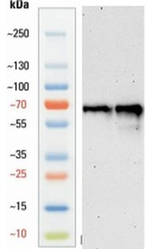 Goat anti-GAD65/GAD67 Antibody