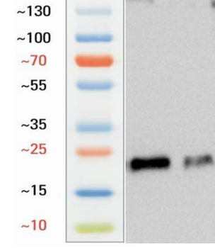 CD3 Goat Polyclonal Antibody