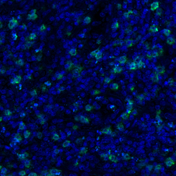 CD3 Goat Polyclonal Antibody