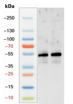 Goat Parkin Antibody