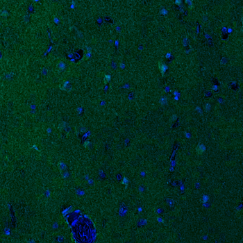 Goat Parkin Antibody
