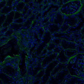 Goat Collagen IV Antibody