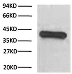 HRP Conjugated GAPDH Mouse Monoclonal Antibody